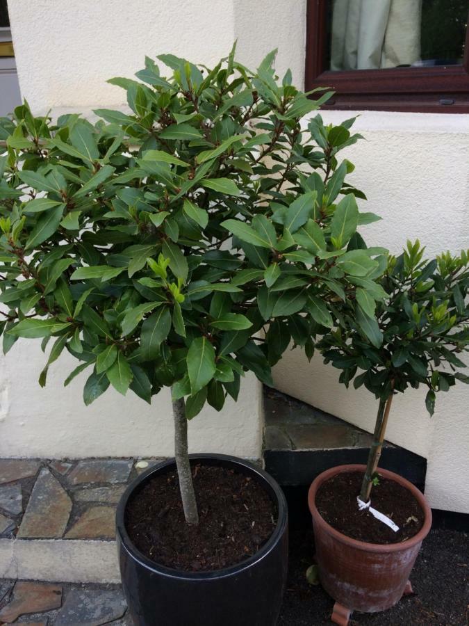 Baytree B&B Чарлстаун Екстер'єр фото